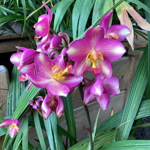 Spatoglotis exótica (cores diversas)