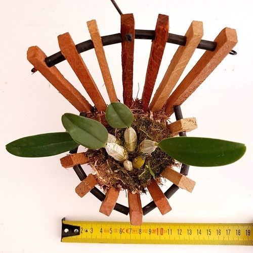 Orquídea Dendrobium agregatum Amarelo Ouro ! Com Cachepot !