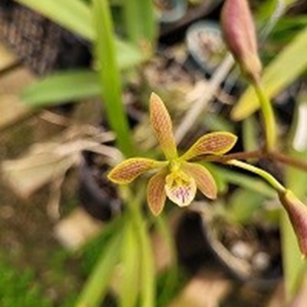 Registro Disponível : Encyclia ( oncidioides x oliveirana )