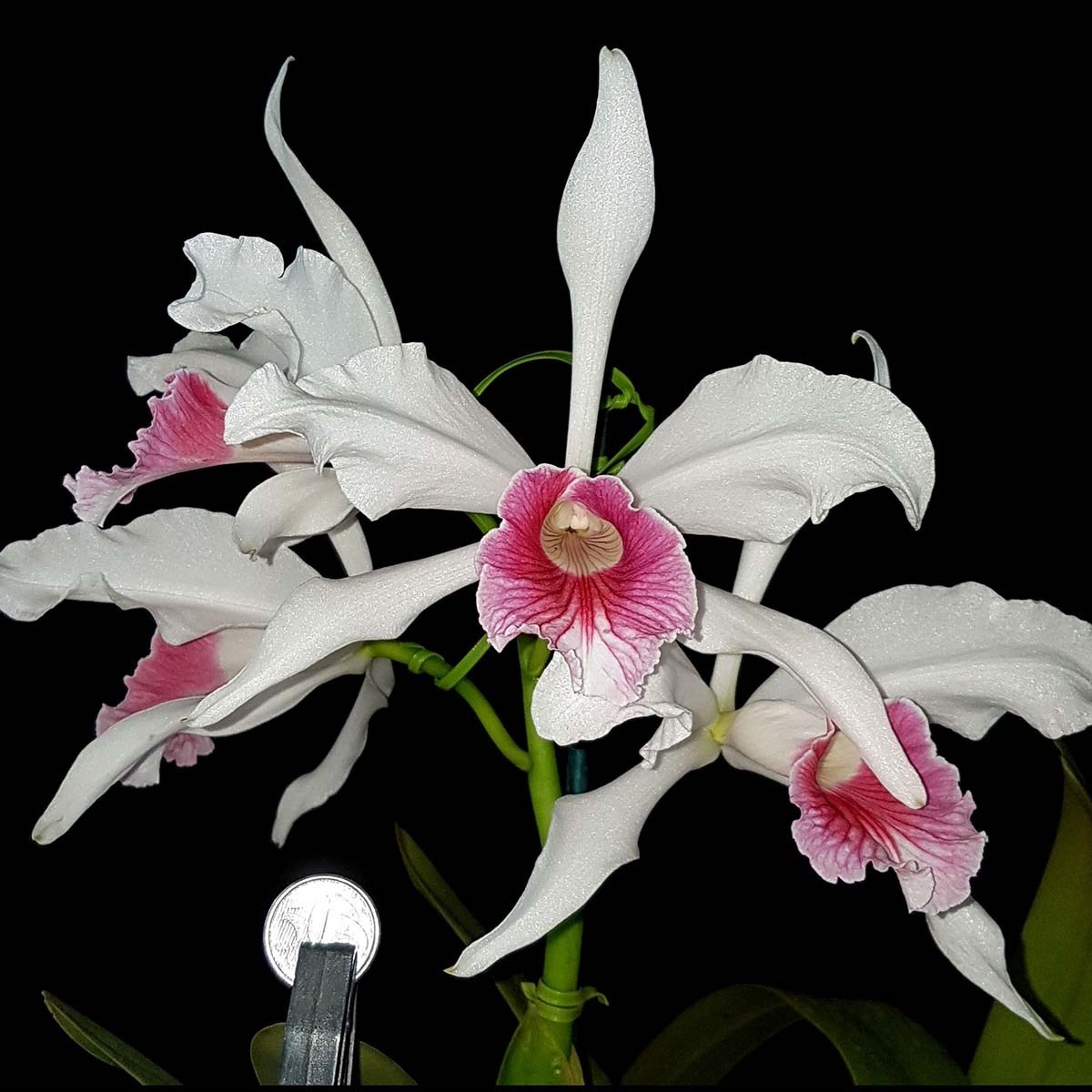 Orquidea Laelia purpurata carnea Planta Adulta Que Já Floriu