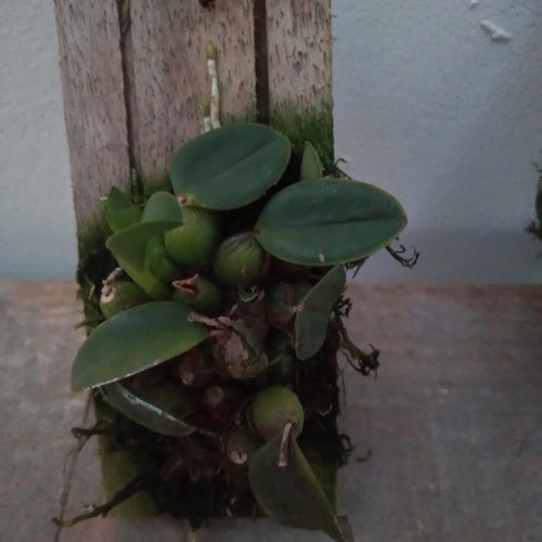 Orquídea Sophronitis cernua (Mini Cattleya)