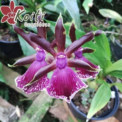 Orquídea Zygopetalum Meristema - Adulta