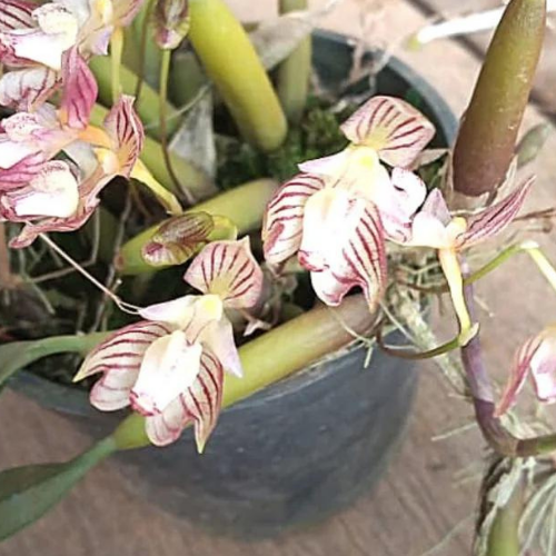 Orquídea Bulbophyllum ambrosia
