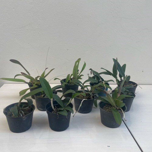 Kit 10 Mudas de Cattleya Pequenas coloridas com identificação