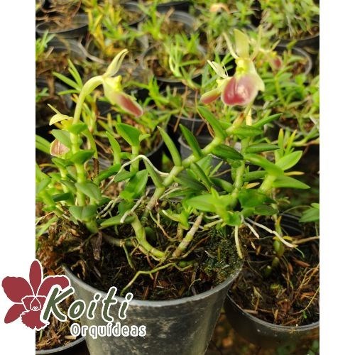 Orquídea Epidendrum Porpax (Epidendrum Peperomia) Adulto Orquiloja