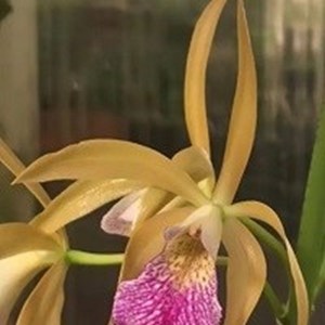 Registro Disponível: Cattleya porphyroglossa x Brassavola tuberculata