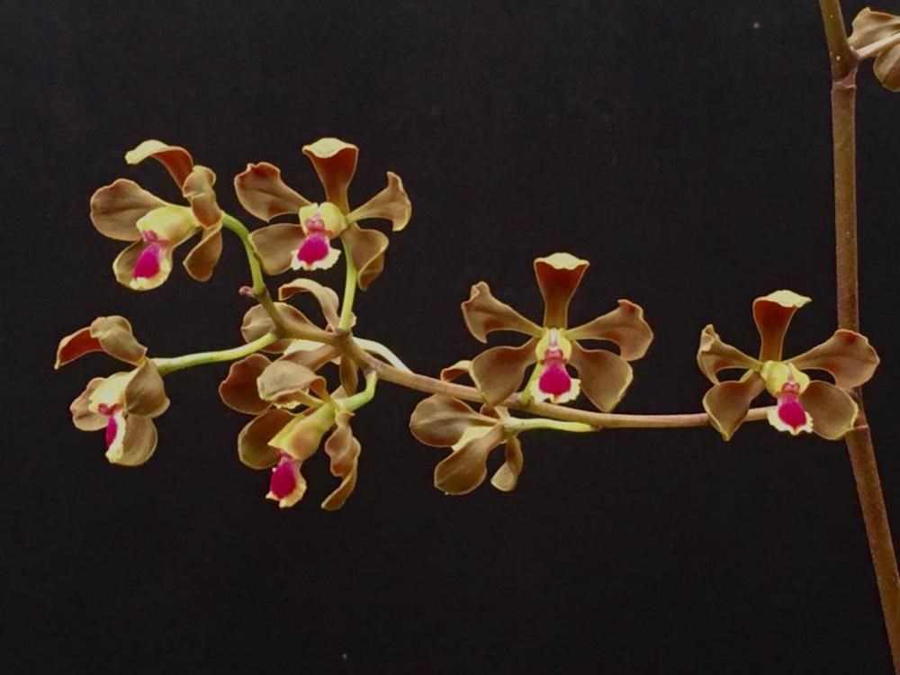 Encyclia galopavina