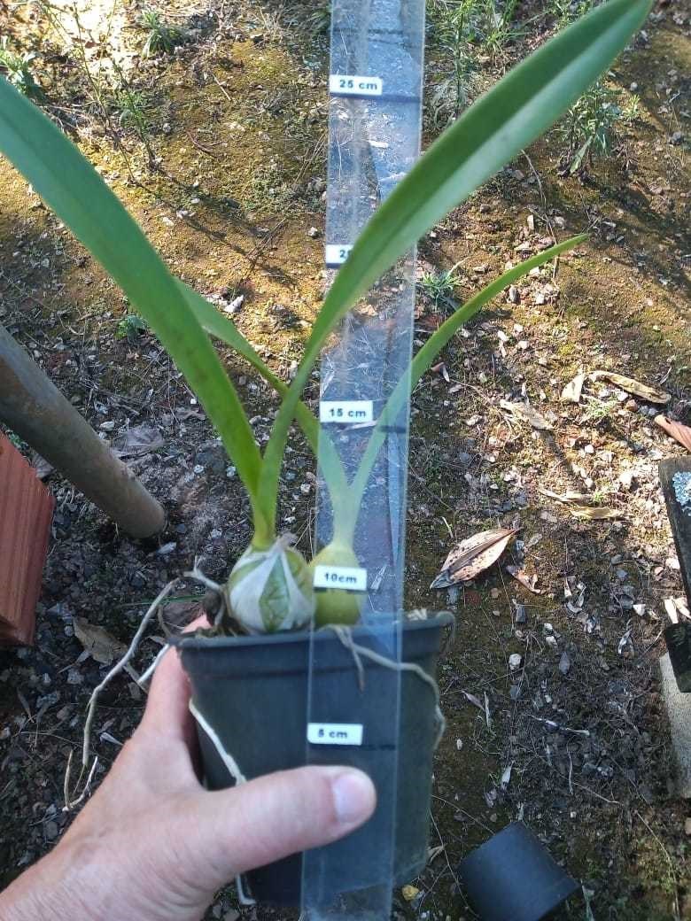 Orquídea Encyclia osmanta x Encyclia cordigera