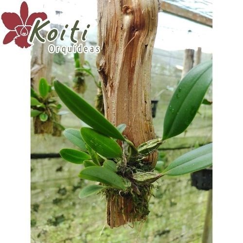 Orquídea Dendrobium aggregatum - Enraizada no toquinho de sansão do campo