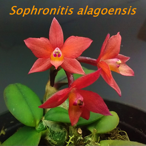 Orquídea Sophronitis alagoensis
