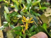 Prostechea campos-portoi