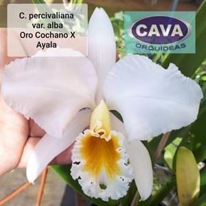 C. PERCIVALIANA VAR. ALBA (ORO COCHANO X AYALA) - CORTE ADULTO