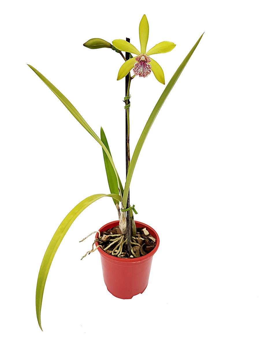 Orquídea Epicattleya Yamanara Planta Adulta
