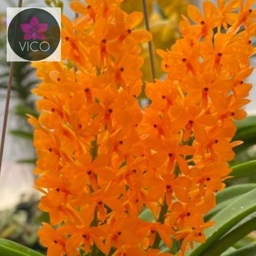 Orquídea Ascocentrum miniatum