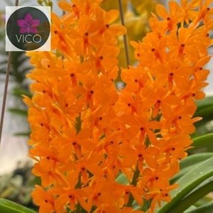 Orquídea Ascocentrum miniatum