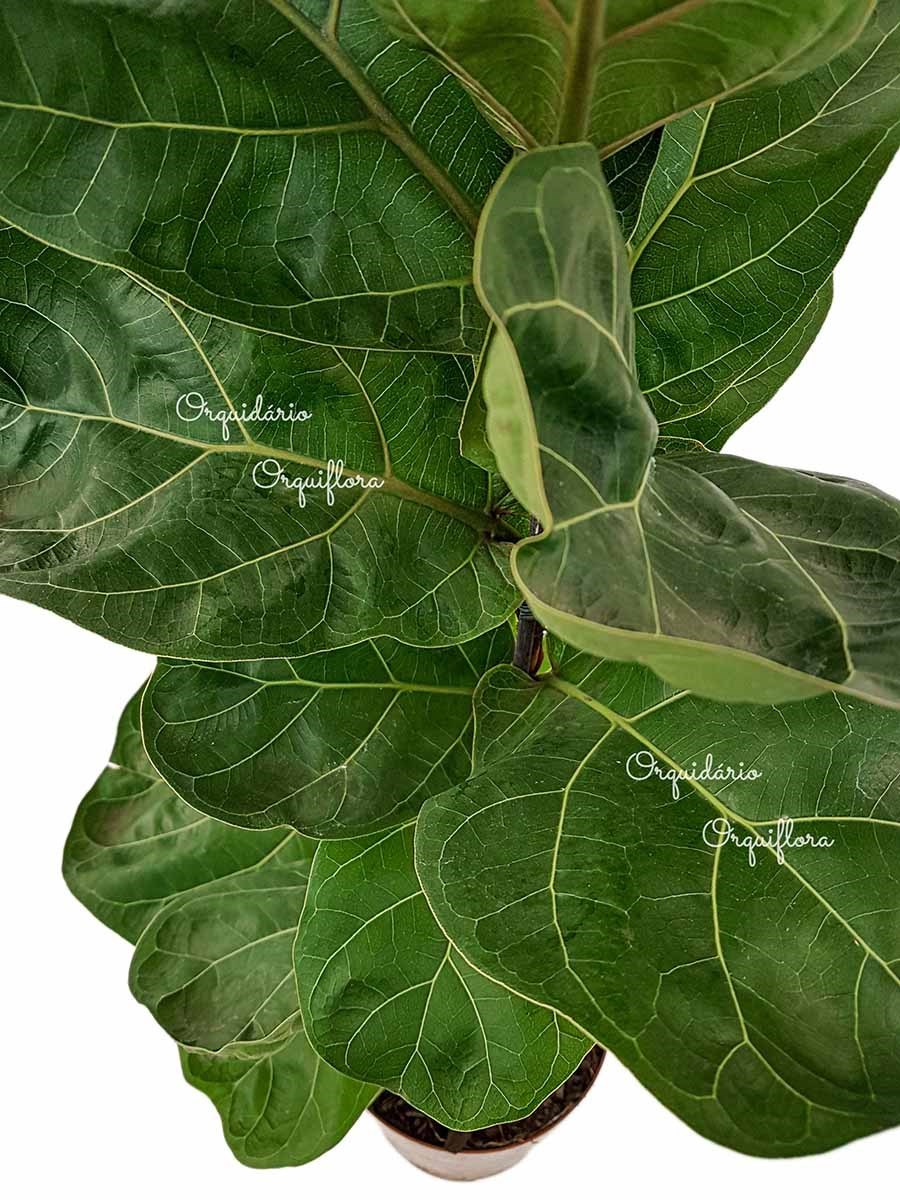 Muda Ficus lyrata Figueira-Lira Planta Natural Ornamental