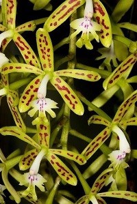 Epidendrum raniferum 