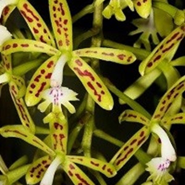Epidendrum raniferum