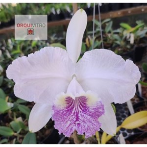 Cattleya lueddemanniana coerulea 'DAD' x C. lueddemanniana tipo 'NR8'