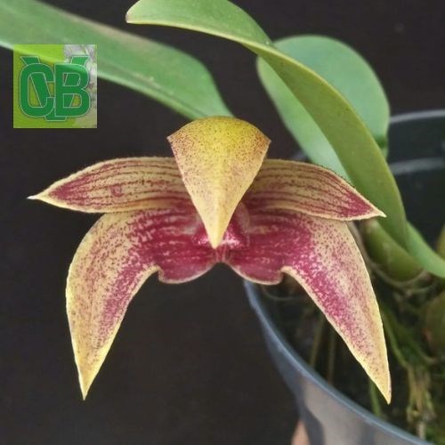 Bulbophyllum (dearei “Matt” x frostii)