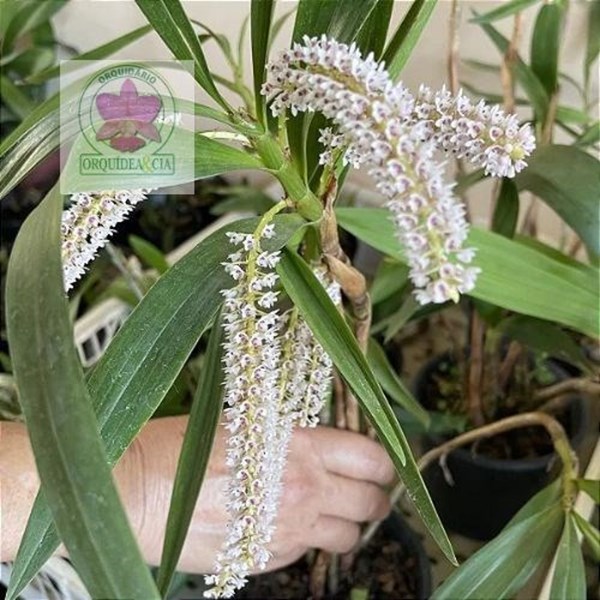 Orquídea Eria multiflora (Pinalia multiflora)