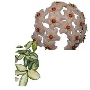 Flor De Cera Hoya Carnos Krinson Princess Muda Enraizada