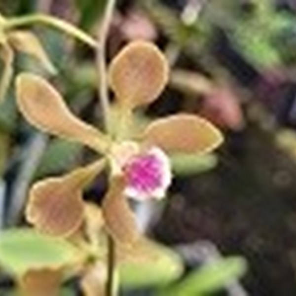 Registro Disponível: Encyclia celiamirandae x Encyclia Mineirinha