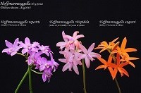 Kit com 15 itens de Hoffmannseggella e hibridos