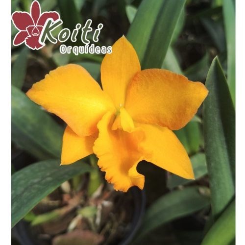 Orquídea (Pot. Love Dressy X Lc. Trick or Treat) x Slc. Wendy´s Valentine - Adulta