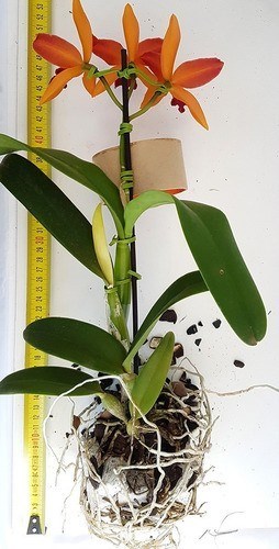 Orquidea Laranja Lc. Tropical Trick! Planta Adulta Com Vaso
