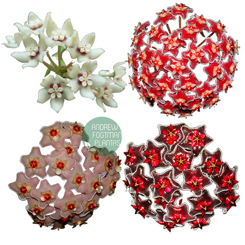 Combo de flores de cera para Iniciantes mudas enraizadas no pote nº 6