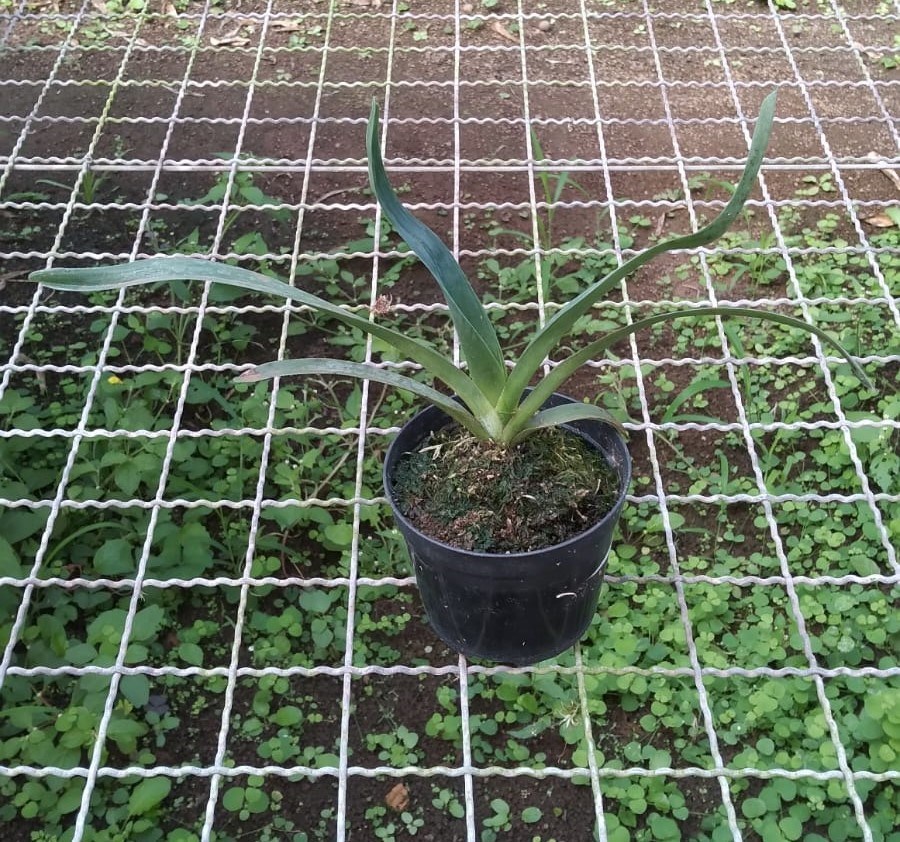 Angraecum sesquipedale