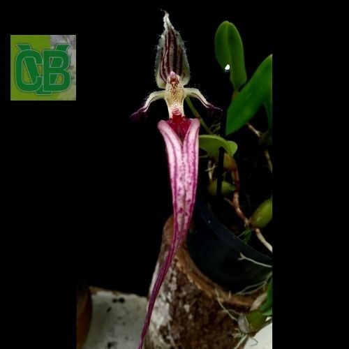 Bulbophyllum putidum