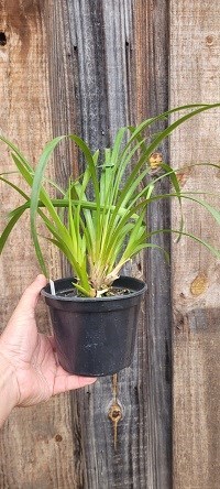 Cymbidium erythrostylum