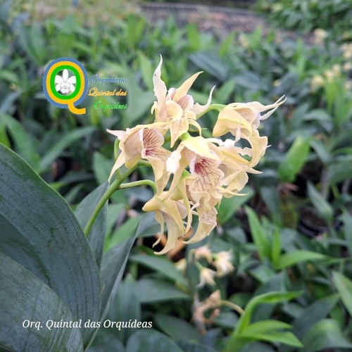 Dendrobium hodgkinsonii - Adulto