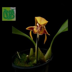 Orquídea Bulbophyllum dearei " Matt " - S10032