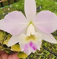 KitCom 06 plantas relacionadas a Hadrolaleia alaori