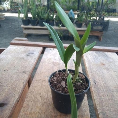 Orquídea Epicatanthe Volcano trick