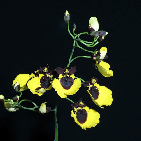 Orquídea Oncidium varicosum Baldin - Orquiloja