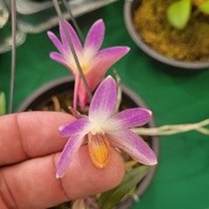 Dendrobium Heloisa Oliveira ( victoriae-reginae x Paradise Lorna )