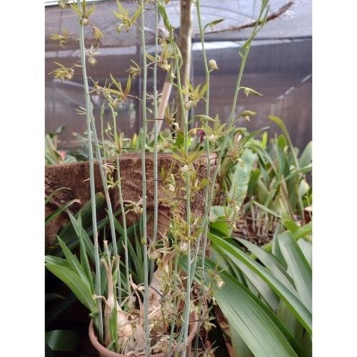 Orquídea Eulophia Keithii