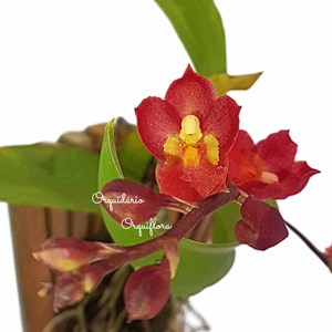 Orquídea Flor Vermelha Rodricidium (Howeara) "Lava Burst"