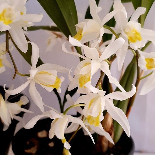 Orquídea Coelogyne mooreana. Com Vaso ! Planta Adulta !