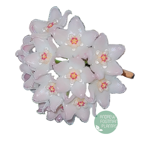 Flor de cera Hoya shepherdii muda enraizada no pote nº 6