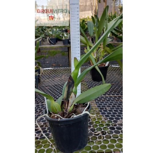 (Cattleya Mother x Lc. Irene Finney) x  Blc. Casitas Spring