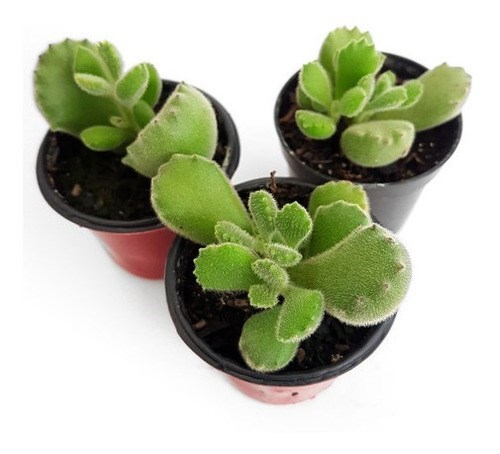 Mini Suculenta Pata De Urso ( Cotyledon Tomentosa )