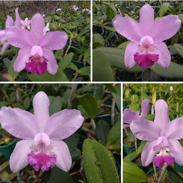 Orquídea Cattleya amethystoglossa coerulea x Cattleya loddigesii alba