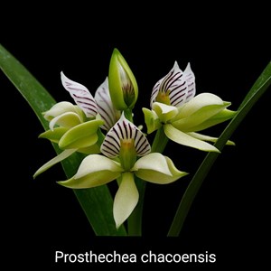 Orquídea Prosthechea chacoensis