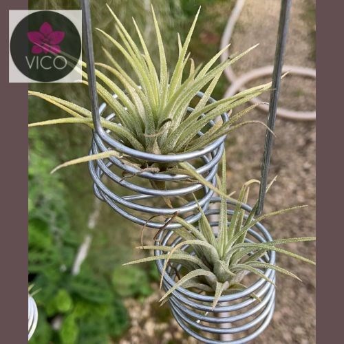Tillandsia ionantha Druid 