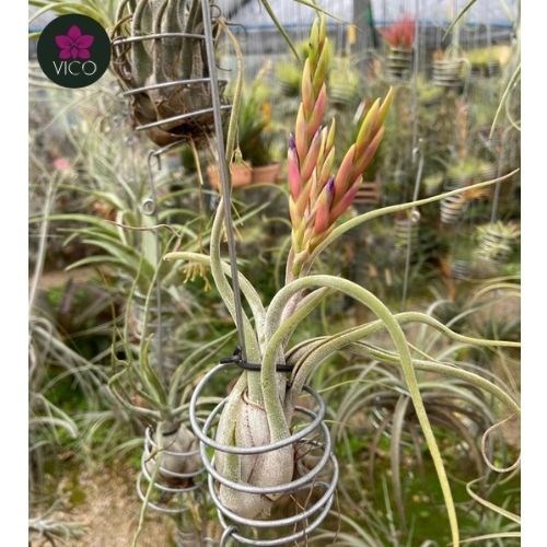Tillandsia Caput Medusae (ADULTA)